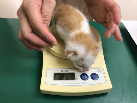 資材置場で産まれた子猫