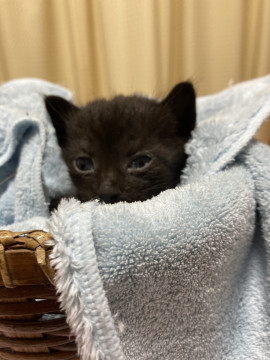 きりりと良いお顔な黒猫ちゃん