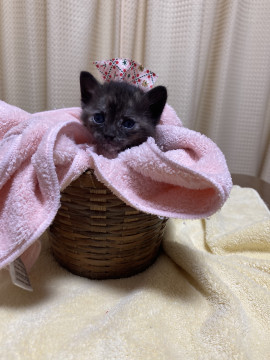 お目目ぱっちり美人サビちゃん