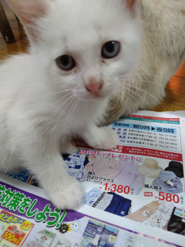 やんちゃな白猫