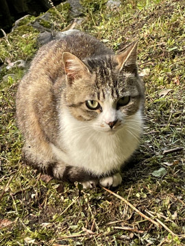 【譲渡決定】人慣れした外猫