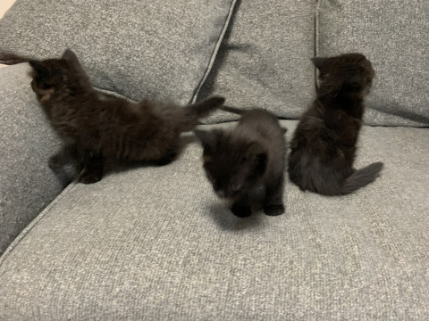 可愛い黒猫ちゃん達です。