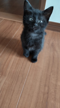 くろねこ