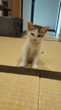 メスネコちゃん