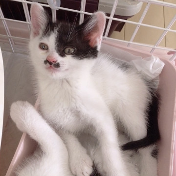人慣れバッチリ子猫ちゃん❣️