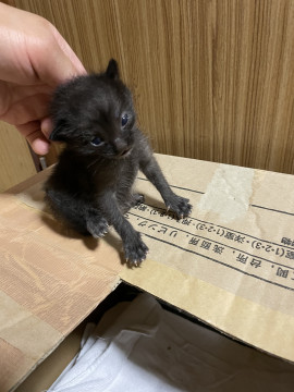 黒猫