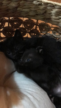 黒猫3兄妹