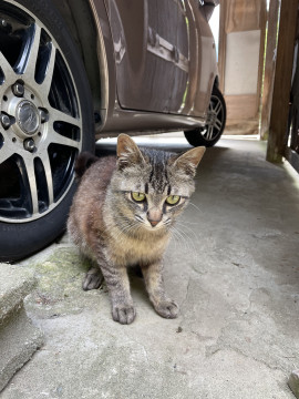 譲渡決定済 綺麗な外猫