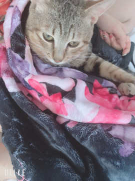 元気いっぱいキジトラ猫くん
