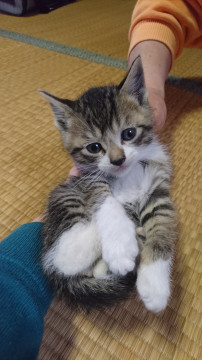かわいい困り顔猫ちゃん