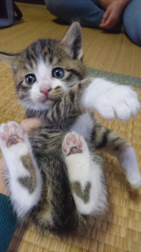 ハート猫ちゃん