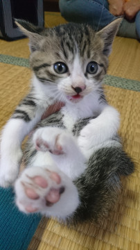 ハイソックス猫ちゃん