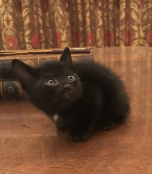胸のところが白い黒猫ちゃん