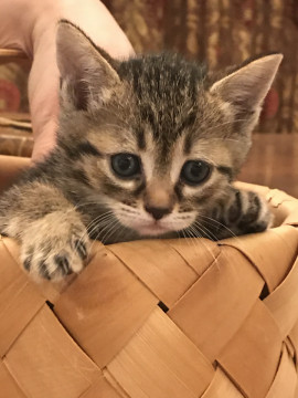 かわいいキジトラちゃんです