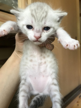 目が青い男の子