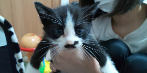 ハチワレちゃんひげあり