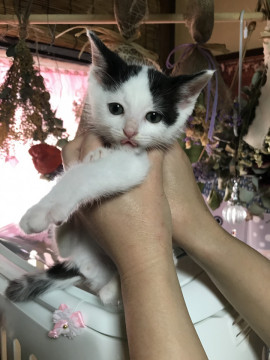人馴れバッチリの可愛い猫ちゃん