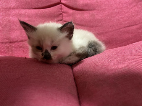 生後2ヶ月の仔猫