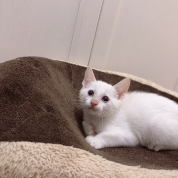 人間大好き❣️甘えん坊のシロ君?