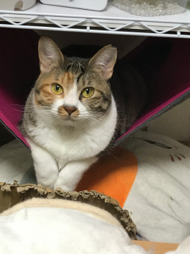 お口の模様がキュート♡自立した大人猫