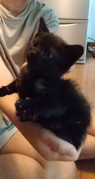 スリゴロ黒猫ちゃん