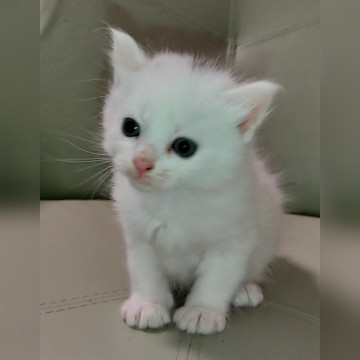 かわいい白猫です頭に黒点があります。