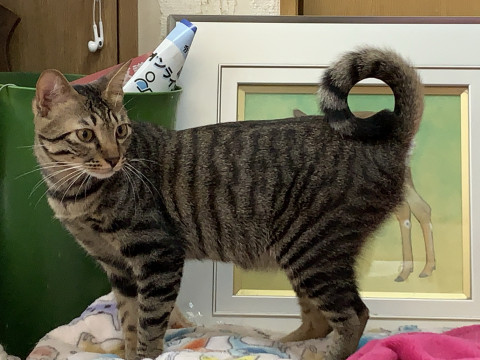 いつも尾が丸々。