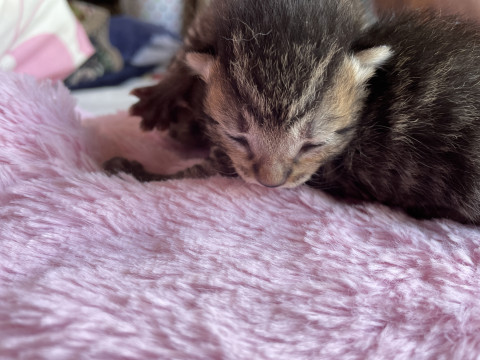 産まれたて子猫ちゃん。三毛猫ちゃん1匹