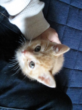 人の温もりが大好きなモフモフ抱っこ猫!
