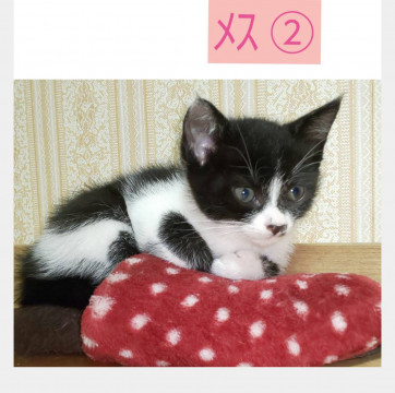 トライアル成功です