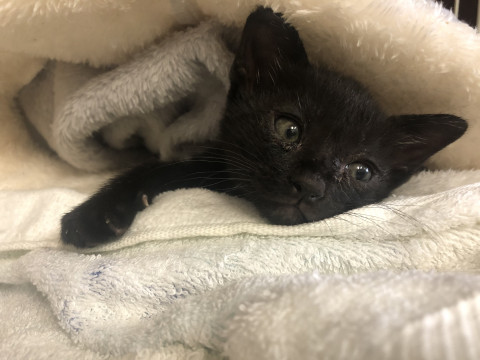 よちよち歩きの黒猫くんです。