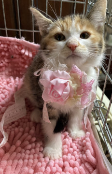 もけちゃん♡