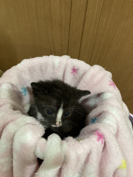 かわいいハチワレ猫ちゃん
