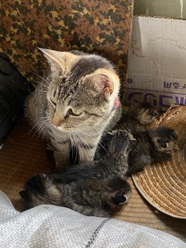 子猫の里親募集します。