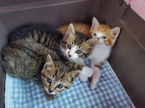 毛がホワホワの3兄妹