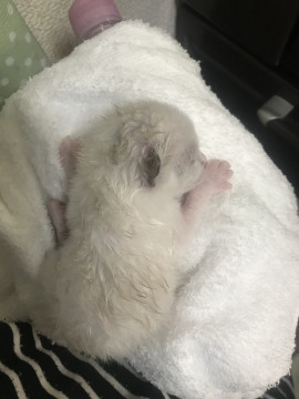 生まれて間もない仔猫