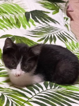 ハチワレ黒白タキシード猫ちゃん