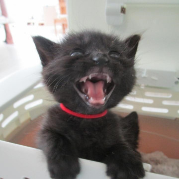 キュートな子猫 黒い女の子