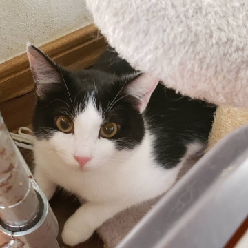 人馴れOK!ちょっとシャイです