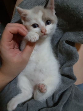 フワフワな白にグレーまじりの子猫