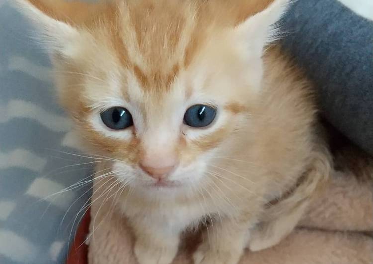 長崎県の猫の里親募集 ネコジルシ 長崎県の猫の里親募集 ネコジルシ