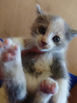 パステル三毛猫ちゃん