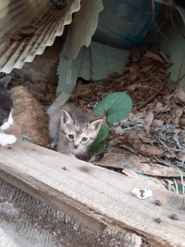子猫 里親様募集