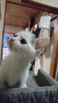 チワワっぽいお顔かな
