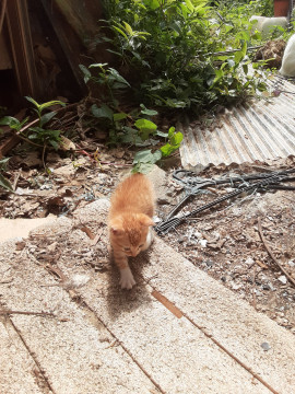子猫 里親様募集