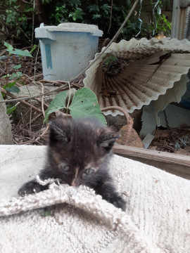 子猫 里親様募集