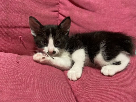可愛いハチワレ仔猫