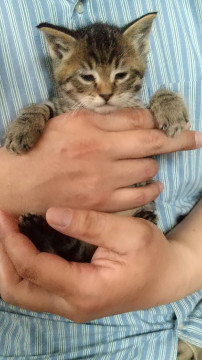 キジトラのかわいい男の子