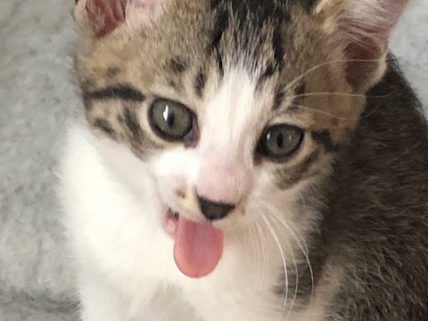 薄い色のトラちゃん
