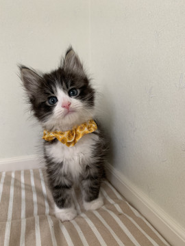 元気いっぱい子猫ちゃん♡ルイくん